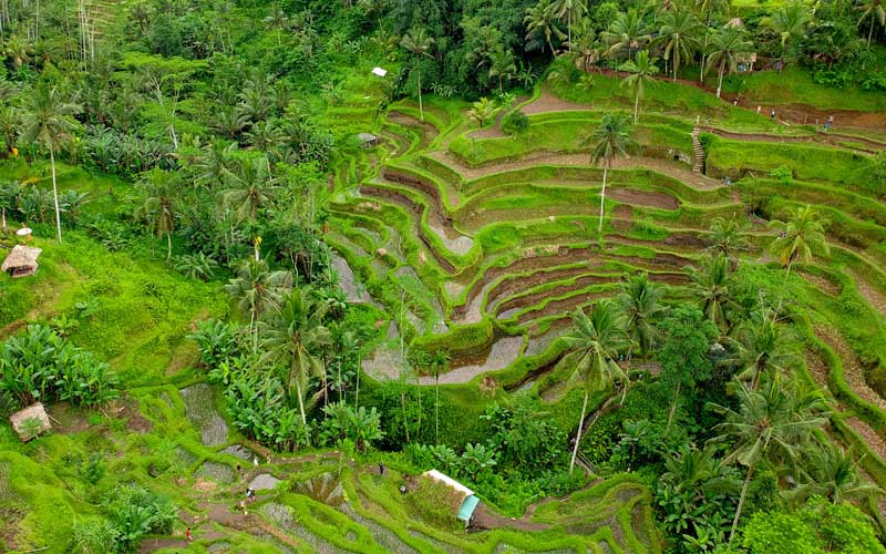 Planning a Trip to Indonesia: Bali Rice Field