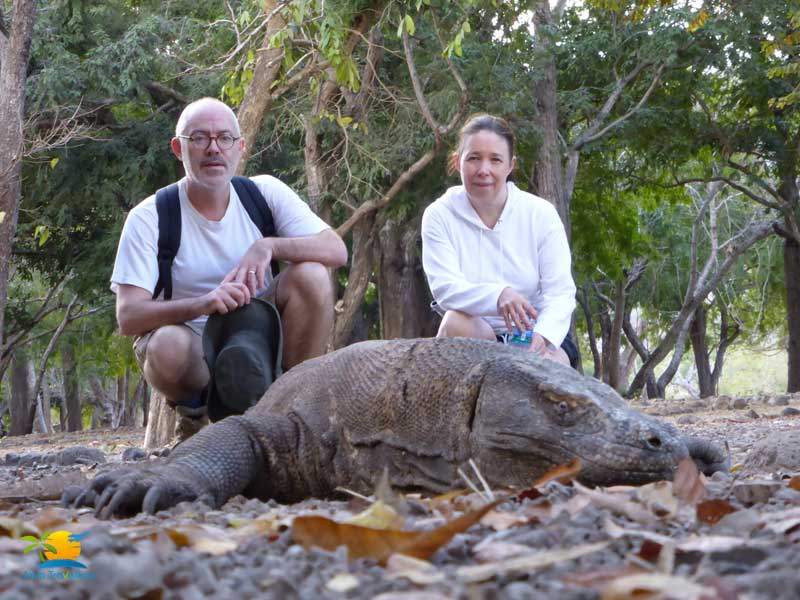 Komodo Tour Packages: Komodo Dragon