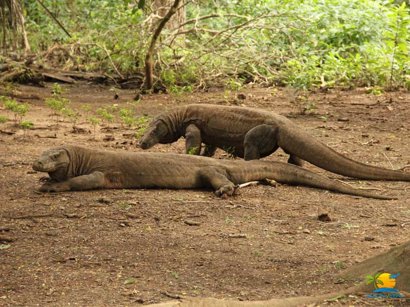 Rinca Island Tour: Komodo Dragon