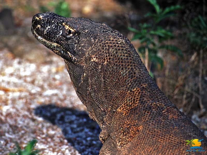 Komodo Island Honeymoon: Komodo Dragon