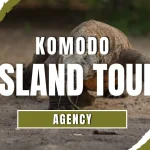 Komodo island tour agency